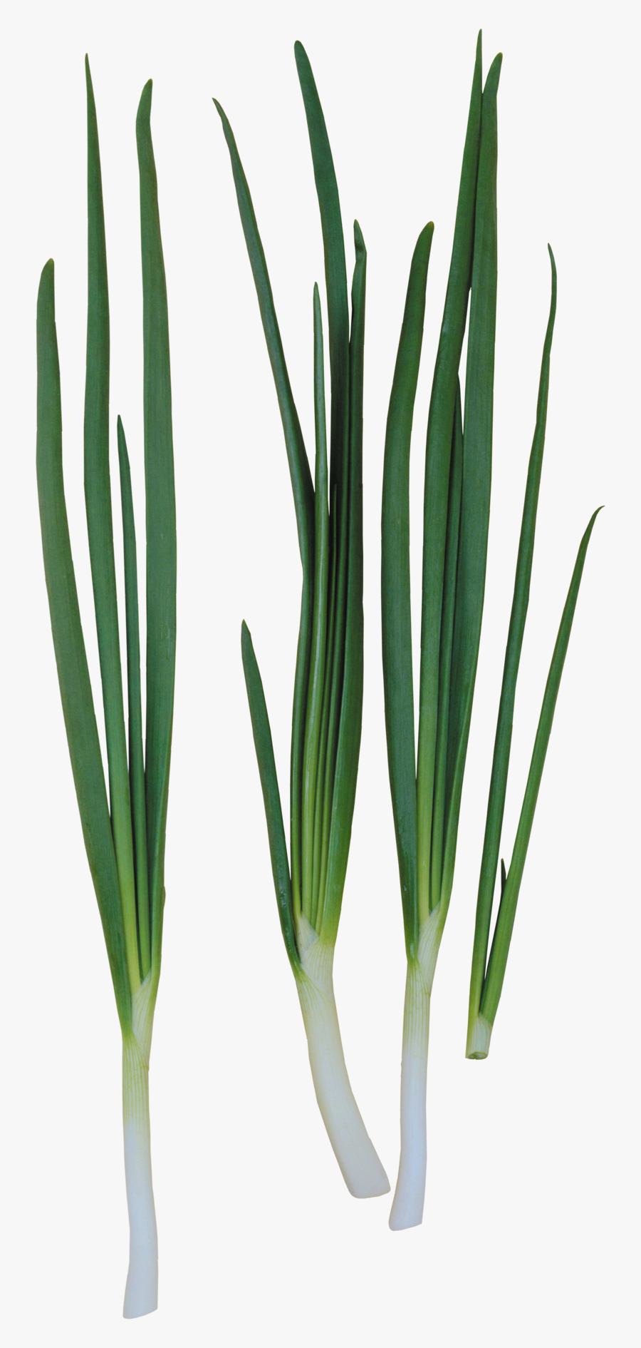 Transparent Leeks Clipart, Transparent Clipart