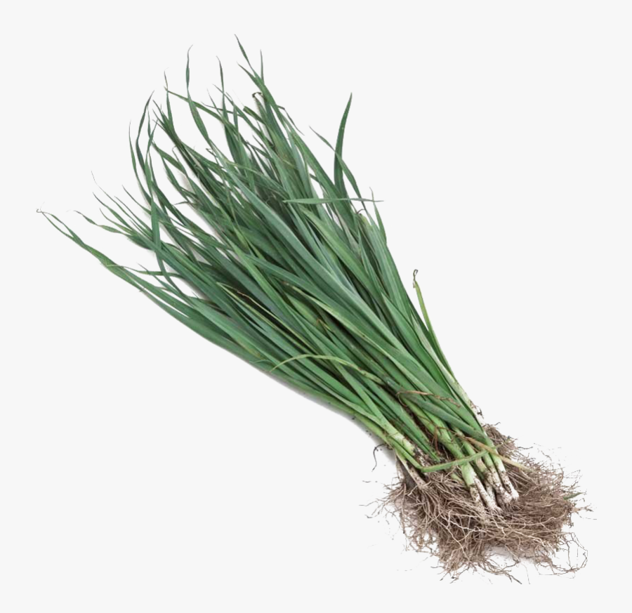 Leek Png Transparent Images - Sweet Grass, Transparent Clipart