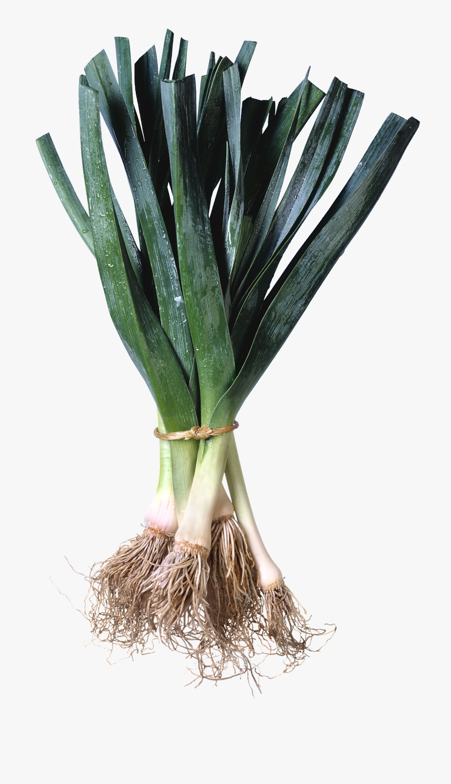 Leek Png - Leeks, Transparent Clipart