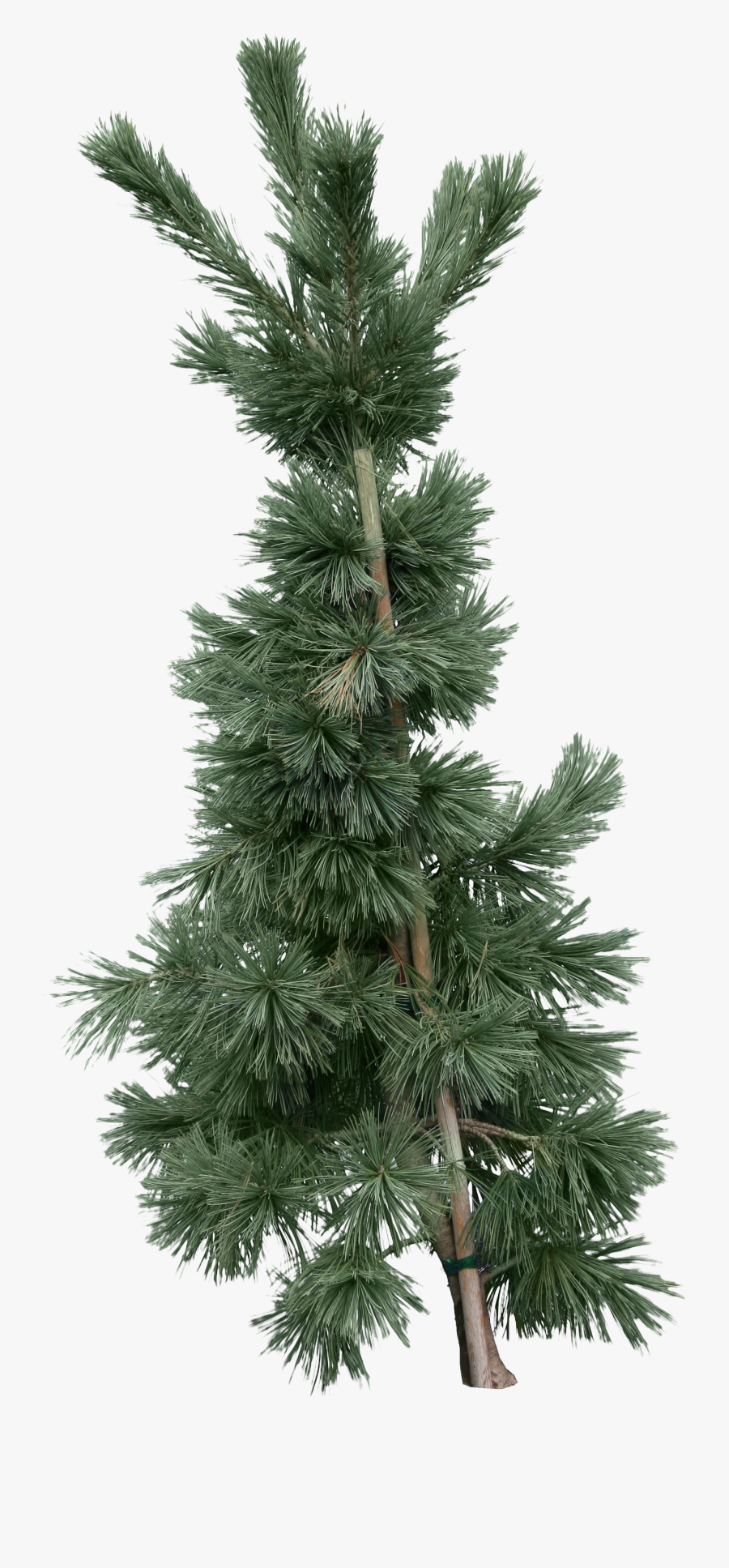 Fir, Transparent Clipart