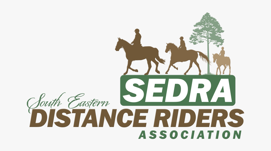 Stallion, Transparent Clipart