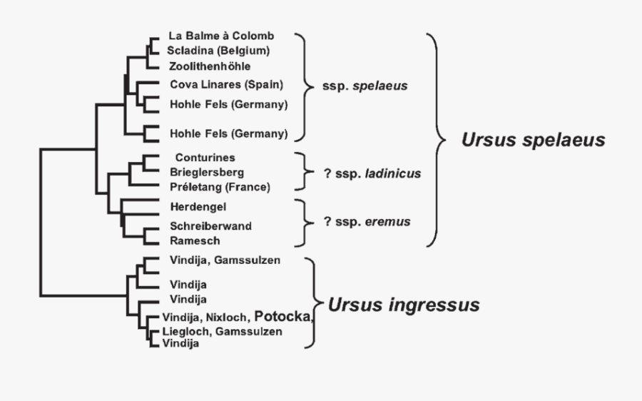 Transparent Genetic Clipart - Family Tree Of Bears, Transparent Clipart