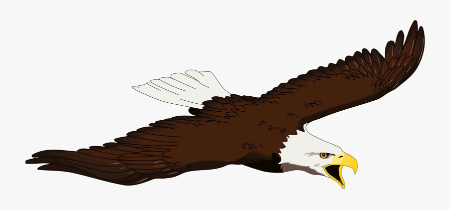 Bald Eagle Bird Beak Clip Art - Transparent Bald Eagle Art, Transparent Clipart