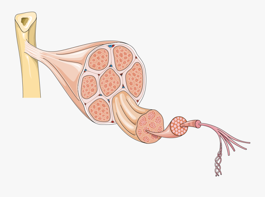 Transparent Muscular System Clipart - Muscle Organization Diagram, Transparent Clipart