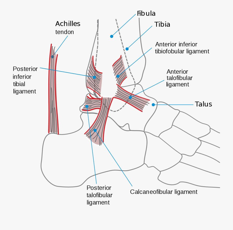 Clip Art Foot Front View - Syndesmotic Ligament, Transparent Clipart