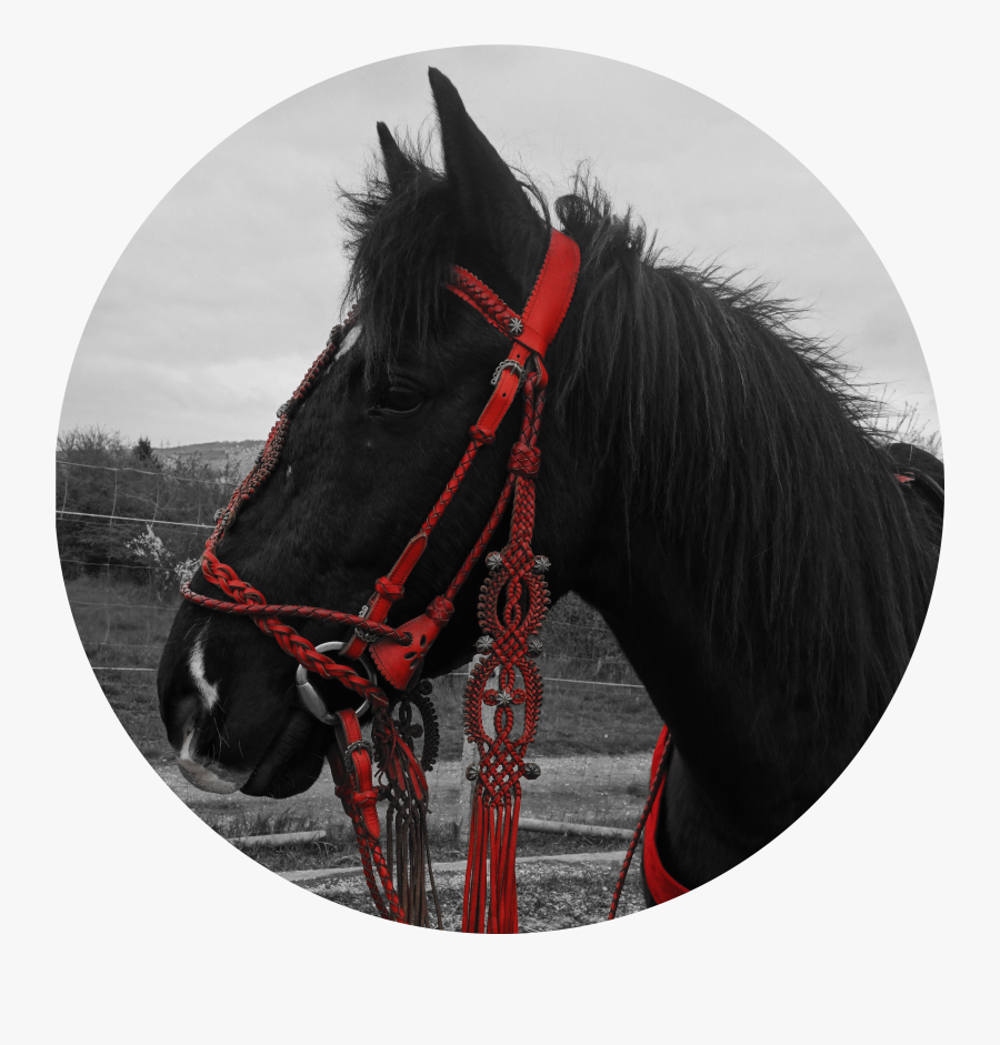 Clip Art Diy Horse Halter , Free Transparent Clipart ClipartKey