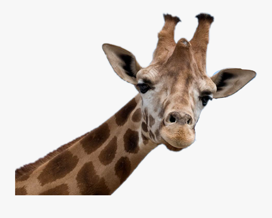 #jirafa #freetoedit - Stiker Tumblr De Animales, Transparent Clipart