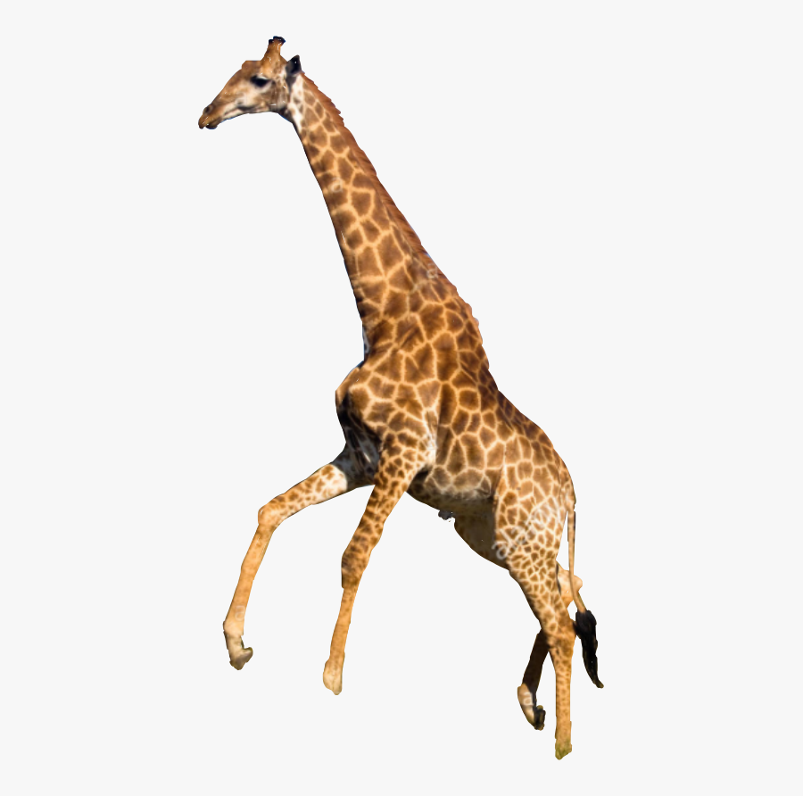 Jirafa Freetoedit - Giraffe, Transparent Clipart