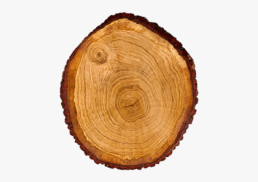 Wood Trunk Dendrochronology Oak - Tree Trunk Cross Section Free, Transparent Clipart
