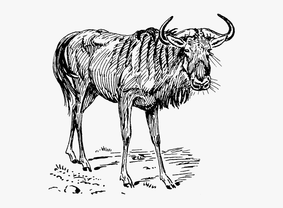 Gnu Drawing - Wildebeest Black And White, Transparent Clipart