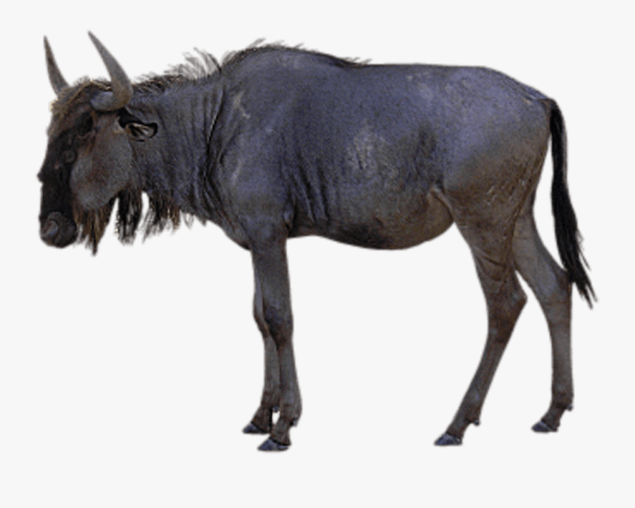 Gnu Clipart, Transparent Clipart