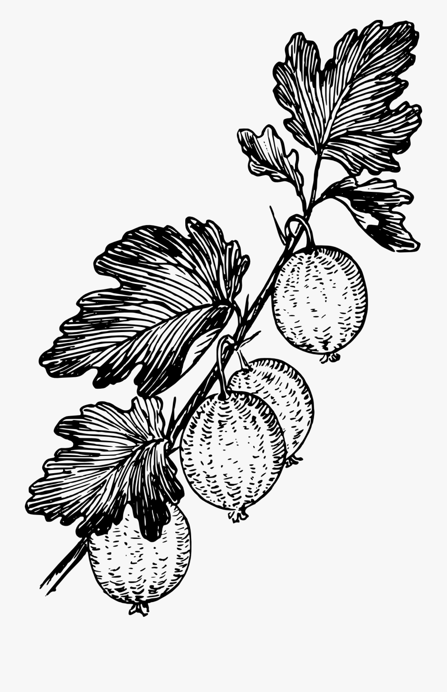 Gooseberry Black And White, Transparent Clipart