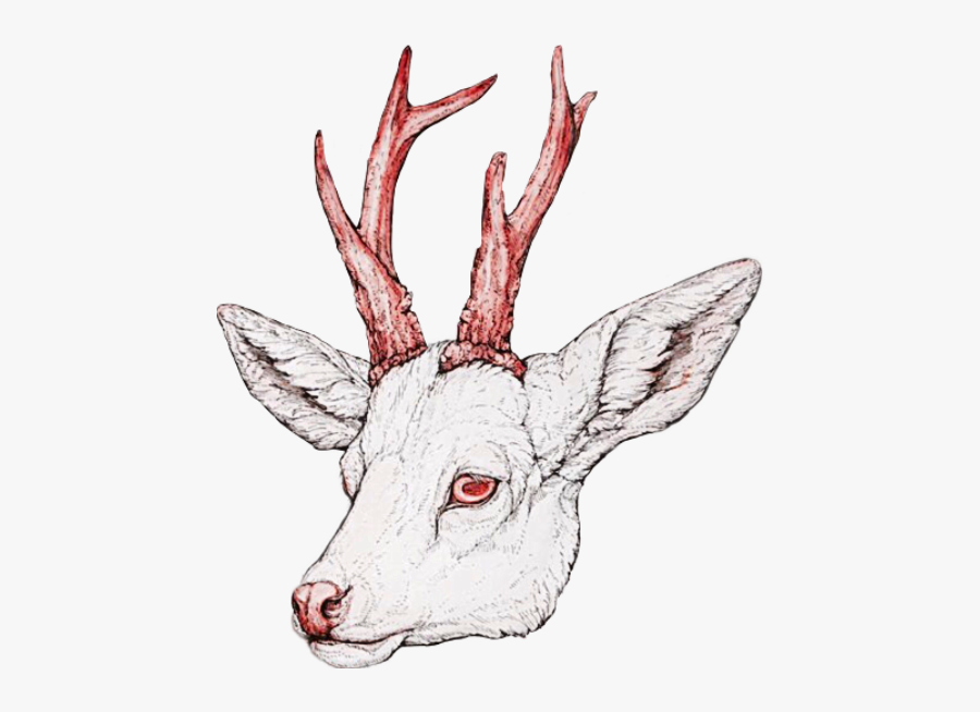 Albino Deer Fawn Head Antlers Red Eyes White Animal - Antelope, Transparent Clipart
