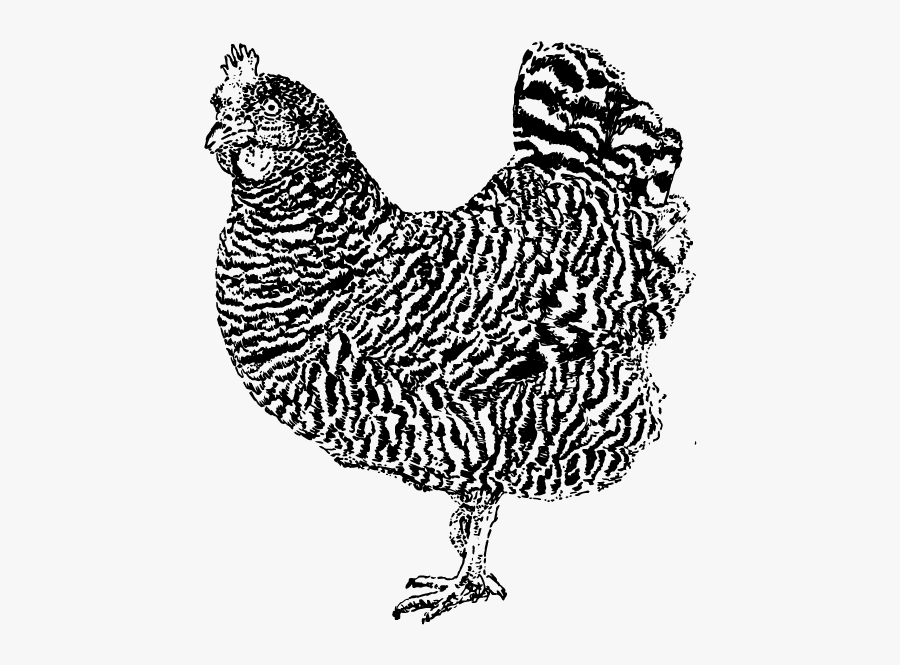 Drawing Feather Chicken, Transparent Clipart
