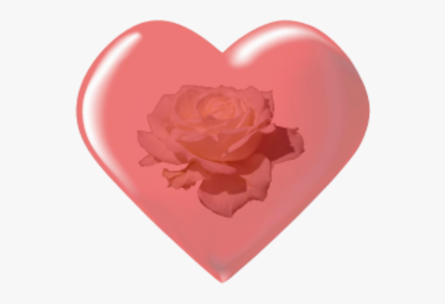 Garden Roses, Transparent Clipart