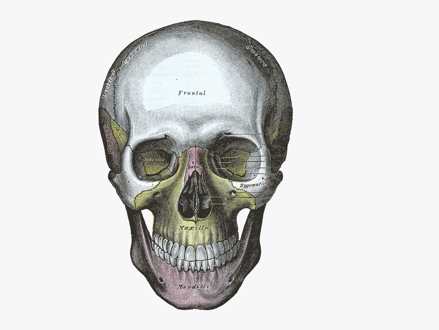 Gray"s Anatomy Human Skull Bone - Gray's Anatomy Skull, Transparent Clipart