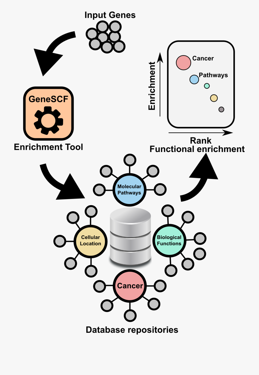 Genescf A Real-time Based Functional Enrichment Tool - Gene Ontology Tools, Transparent Clipart