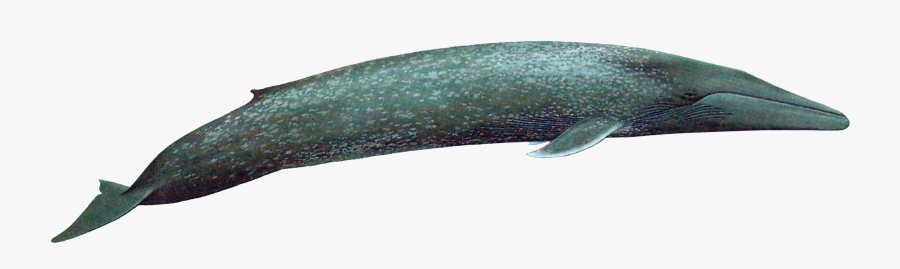 Pygmy Blue Whale Transparent, Transparent Clipart