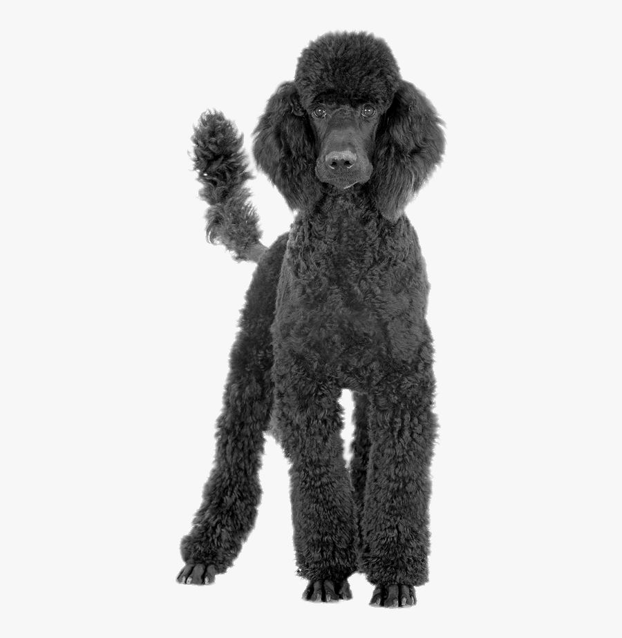Toy Poodle Black And Tan Coonhound Standard Poodle - Poodle Transparent Background, Transparent Clipart