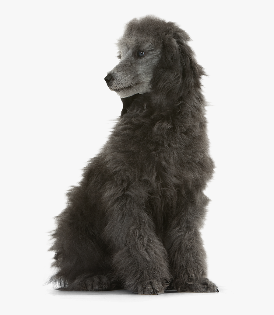 Standard Poodle Miniature Poodle Irish Water Spaniel - Standard Poodle Png, Transparent Clipart