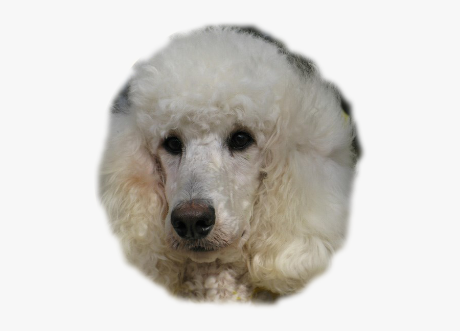 Transparent Poodle Png - Miniature Poodle, Transparent Clipart