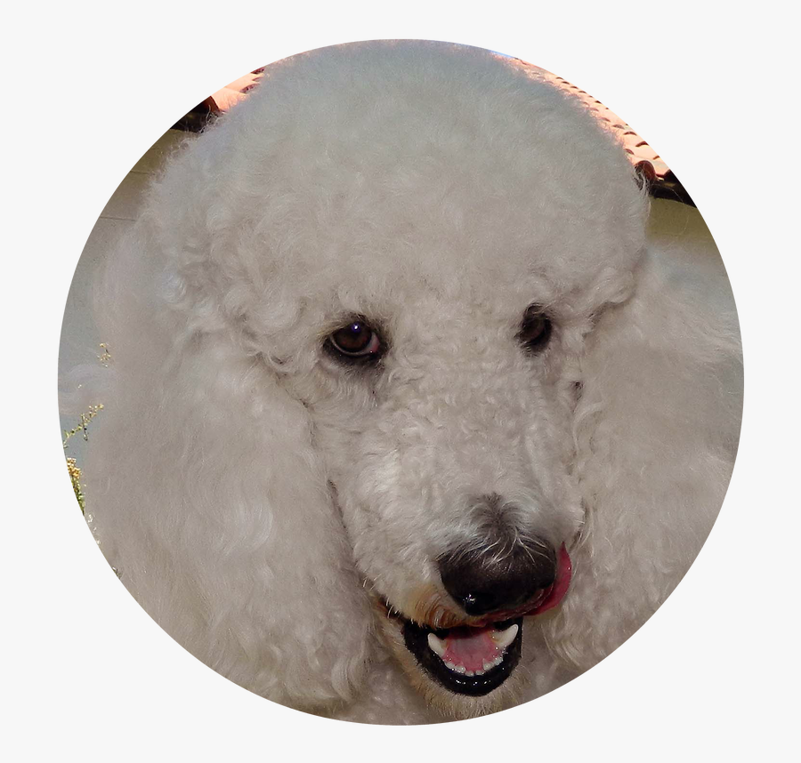 Transparent Goldendoodle Png - Standard Poodle, Transparent Clipart