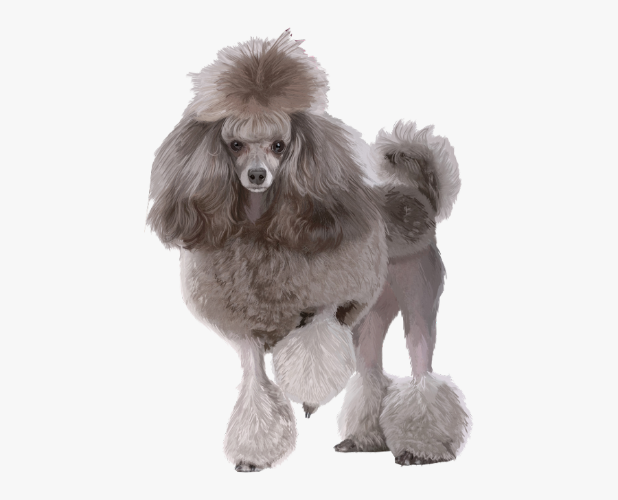 Freetoedit Ftes Poodle Dog - Poodle Transparent, Transparent Clipart