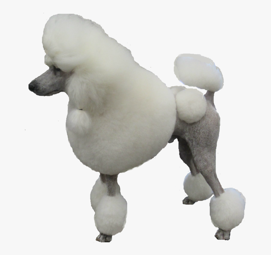 Transparent Poodle Png - Standard Poodle Png, Transparent Clipart