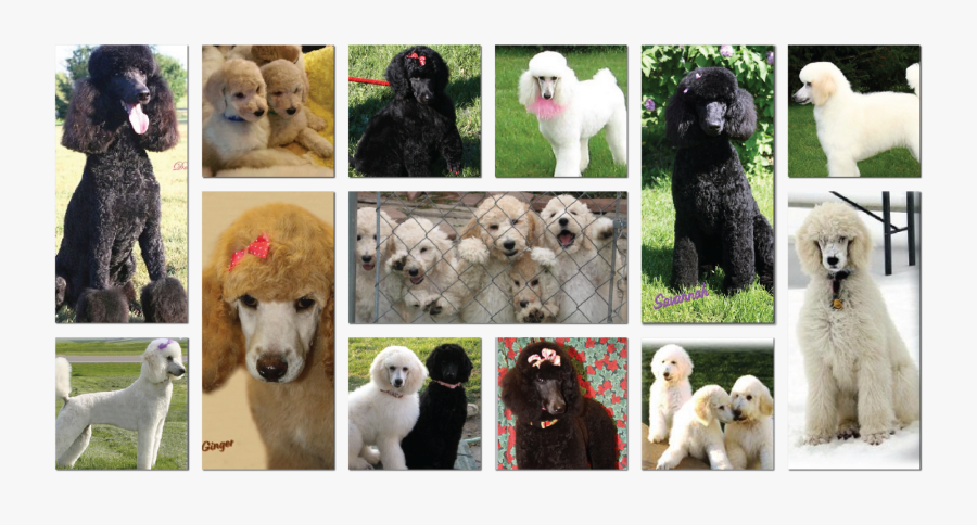 Standard Poodle, Transparent Clipart