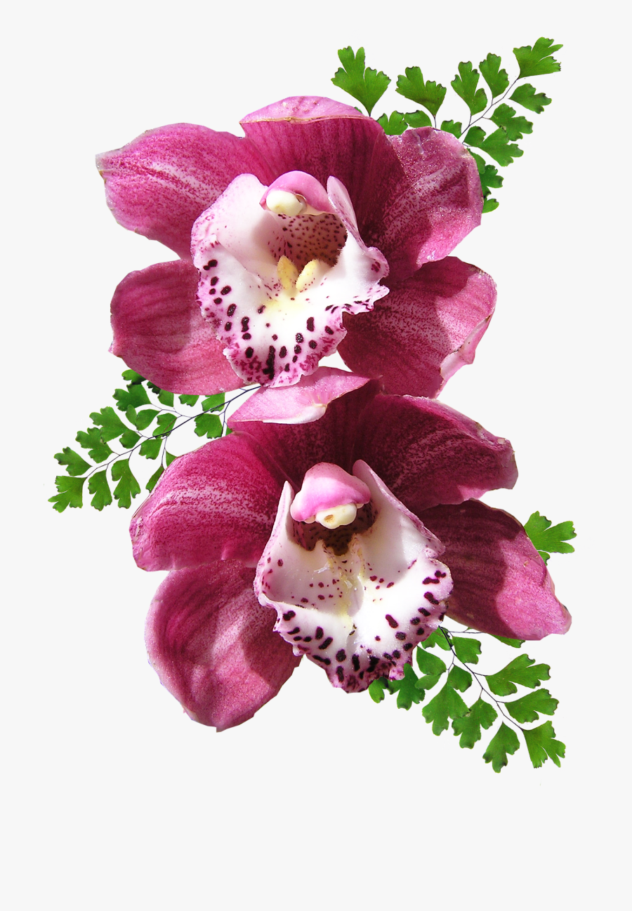 Orchid Png Image - Orchid Png, Transparent Clipart