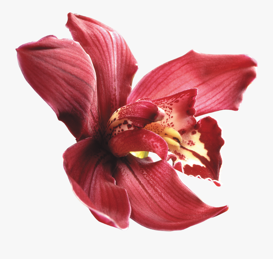 Png Клипарт "beautiful Orchids Flower - Dendrobium Orchid Png, Transparent Clipart