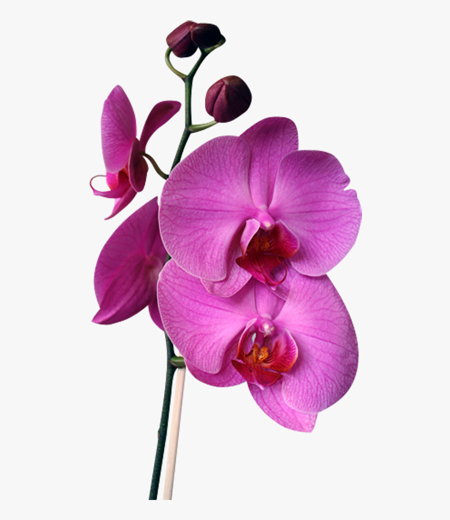 Png Beautiful Orchids - Orchids, Transparent Clipart