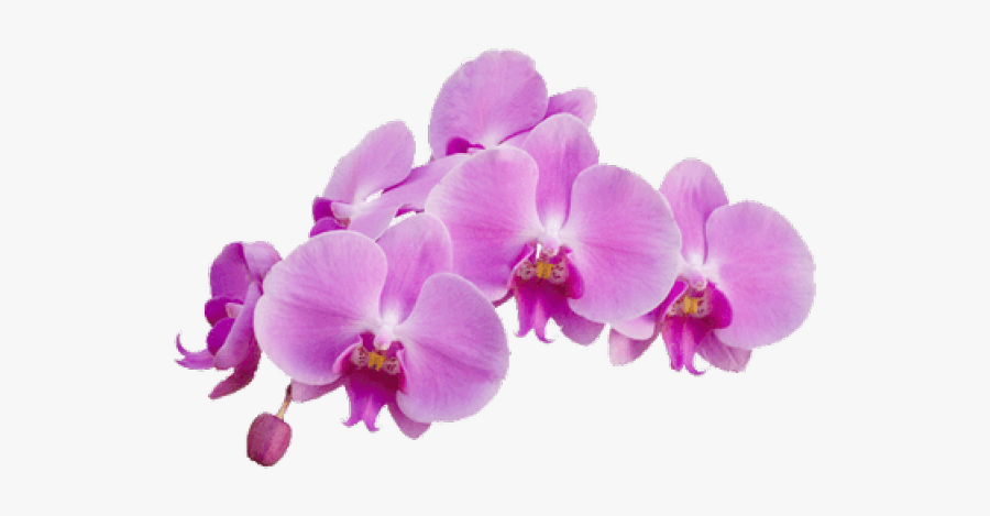 Drawn Orchid Orchidaceae - Orchid Png, Transparent Clipart
