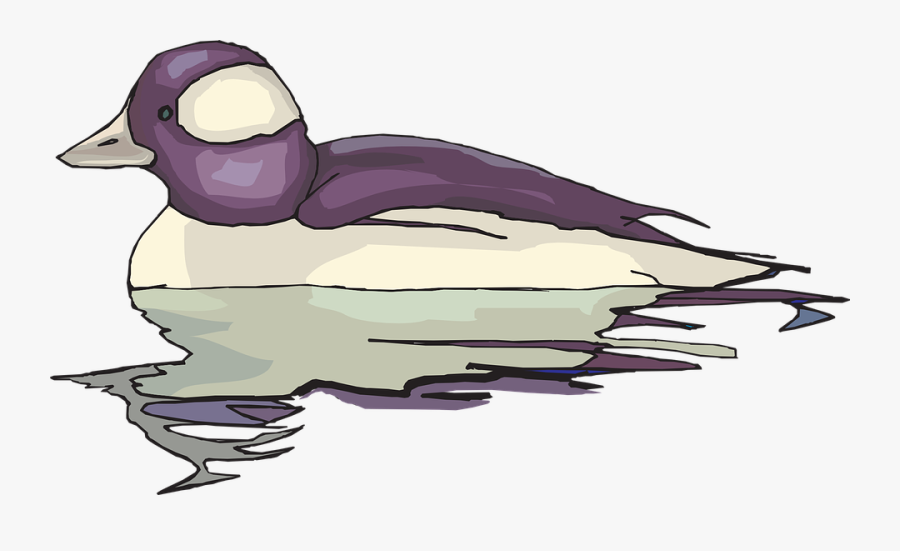 Water, White, Purple, Bird, Duck, Swimming, Reflection - Cartoon, Transparent Clipart