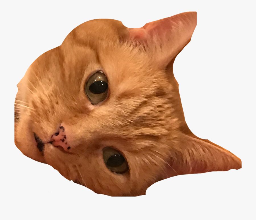 #paris #cat #ears #freetoedit - Kitten, Transparent Clipart