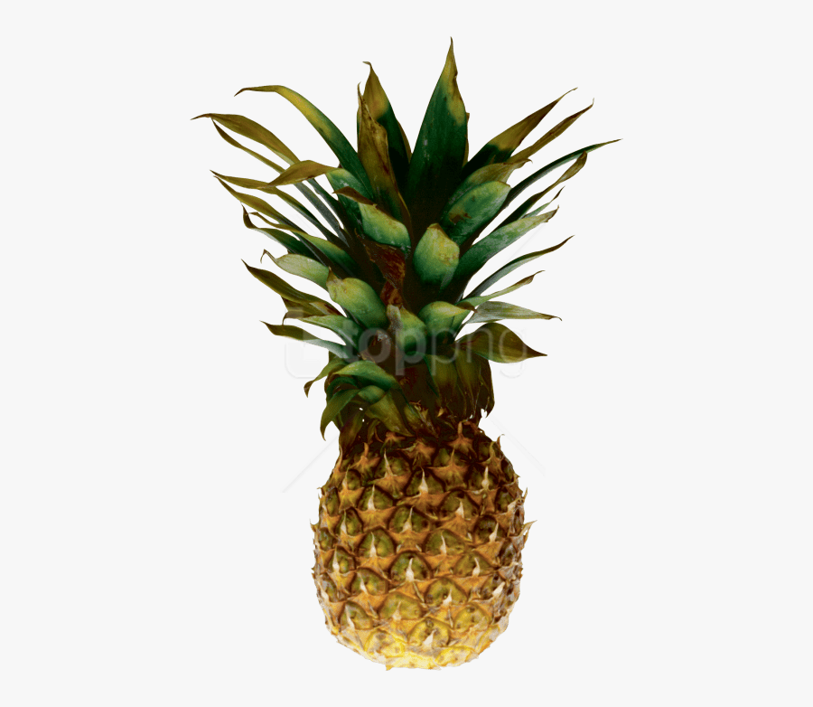 Free Png Download Pineapple Png Images Background Png - Pineapple Transparent Background, Transparent Clipart