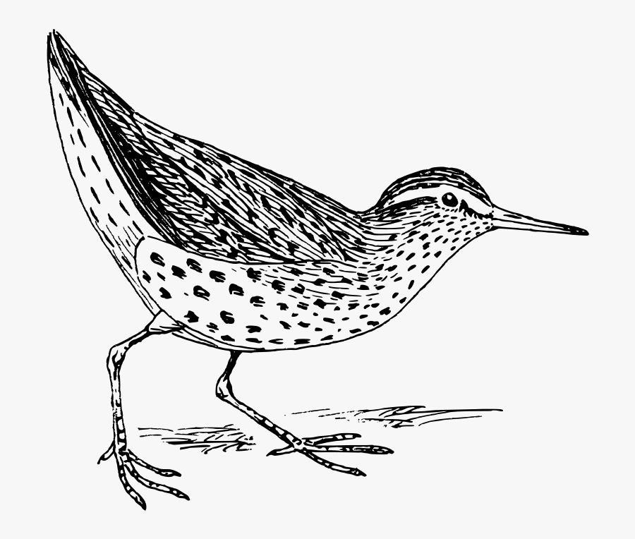Sandpiper - Spotted Sandpiper Coloring Page, Transparent Clipart