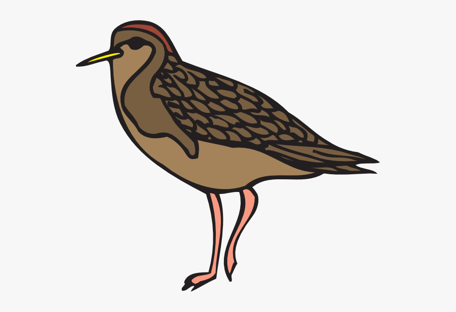 Sandpiper Clipart, Transparent Clipart