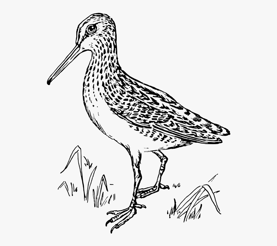 Snipe - Snipe Clipart, Transparent Clipart