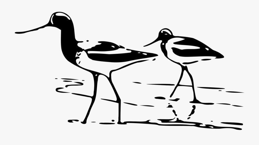 Line Art,water Bird,area - Free Sandpiper Silhouettes Vector, Transparent Clipart