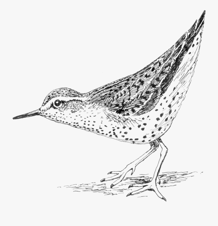 Sandpiper Transparent Background, Transparent Clipart
