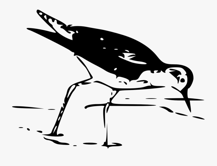 Sandpiper Free On Dumielauxepices - Clip Art, Transparent Clipart