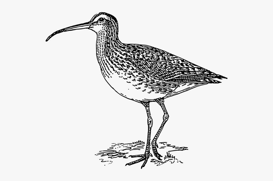 Curlew Black And White, Transparent Clipart