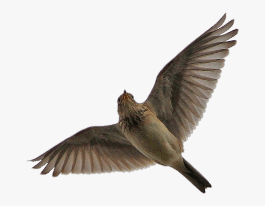 Flying Skylark Skylark Flying Png Free Transparent Clipart Clipartkey