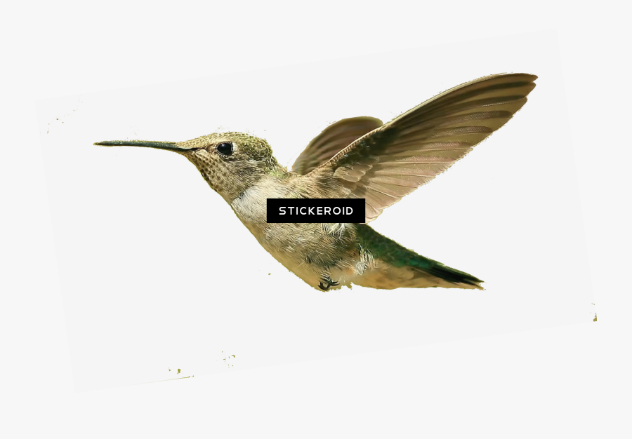 Hitler Vector Bird, Transparent Clipart
