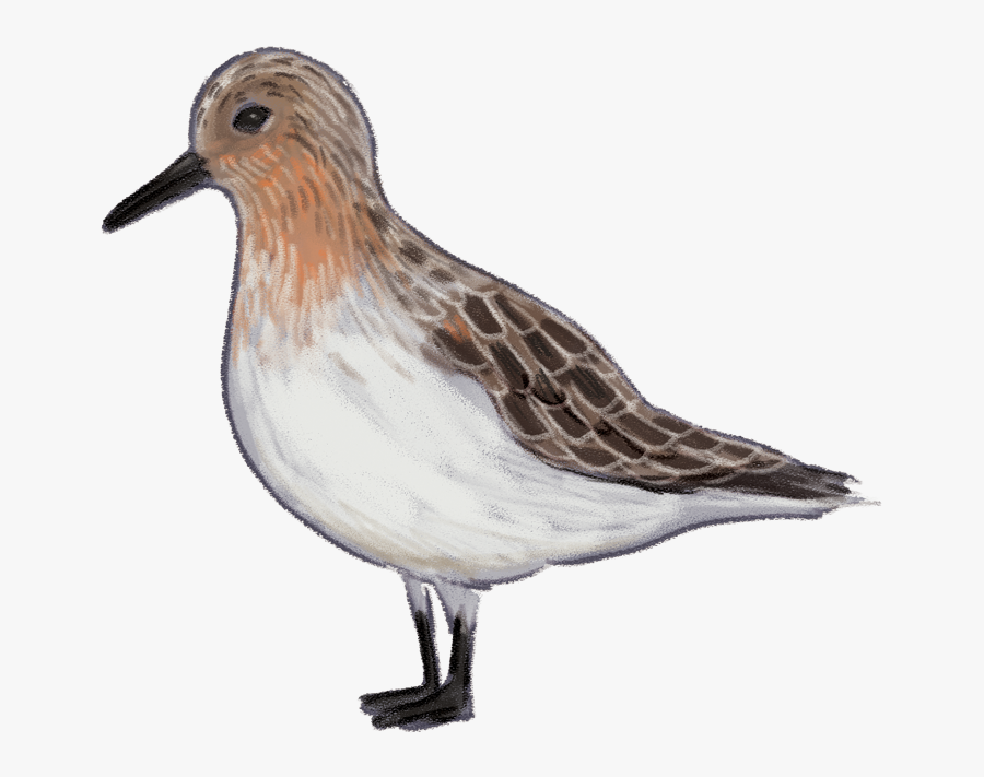 Red Necked Stint - Sanderling, Transparent Clipart