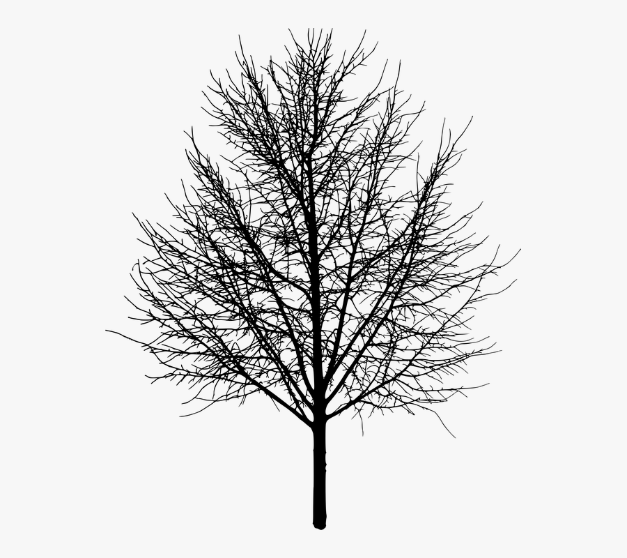 Arbol Negro Png Download - Tree Without Leaves Png, Transparent Clipart