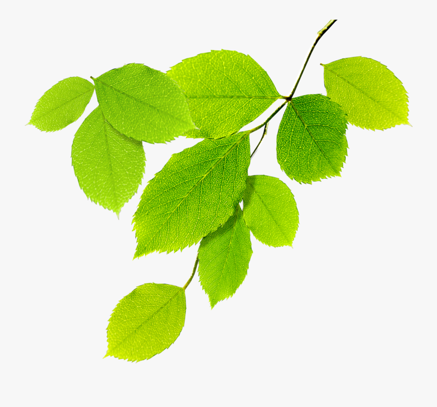 Nature Natural Environment - Natural Leaves Png, Transparent Clipart