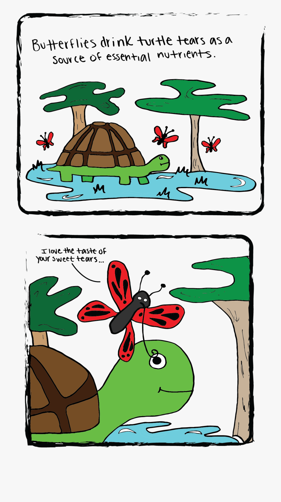 Sweet Turtle Tears, Transparent Clipart