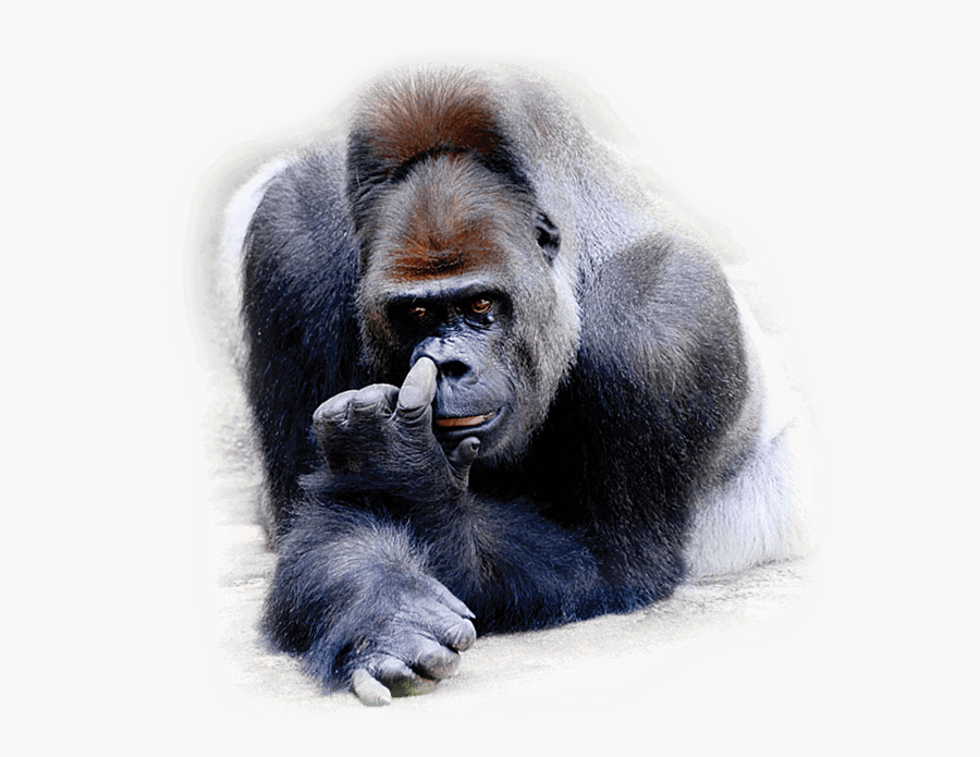 Transparent Nose - Mountain Gorilla, Transparent Clipart